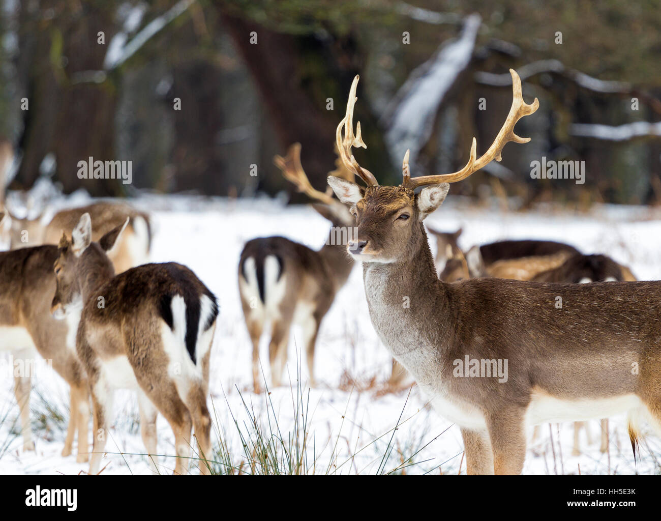 Hirsche im Schnee in Richmond Park, London Stockfoto