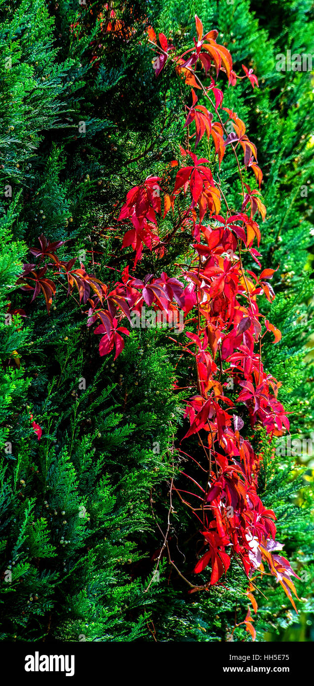 roter Herbst wildem gegen lebendige grüne Nadelbäume Blätter Stockfoto