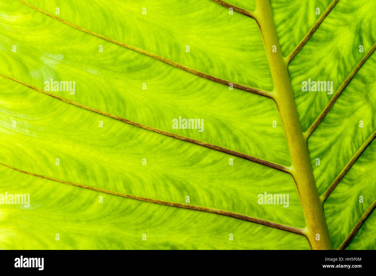 grünes Blatt von riesigen Alocasia (Alocasia Macrorrhizos), Ubud, Bali, Indonesien Stockfoto