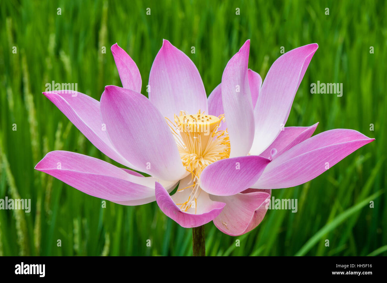 Heilige Lotus (Nelumbo Nucifera), gedeihen Stockfoto