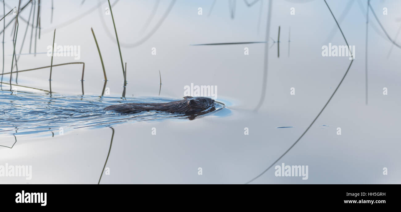 Gemeinsamen Biber (Castor Canadensis).  Kleine Wasser Säugetier schwimmt ruhig durch. Stockfoto