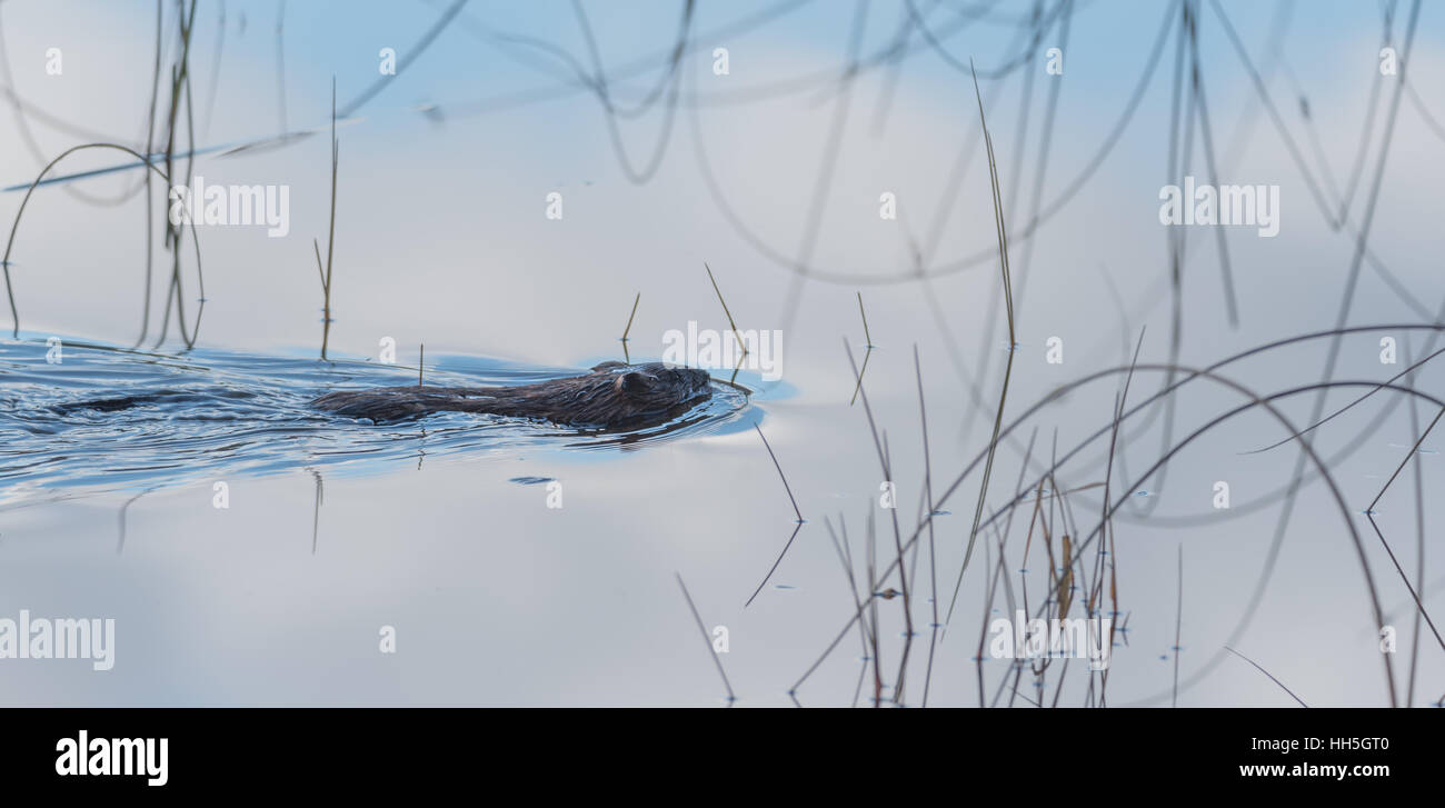 Gemeinsamen Biber (Castor Canadensis).  Kleine Wasser Säugetier schwimmt ruhig durch. Stockfoto