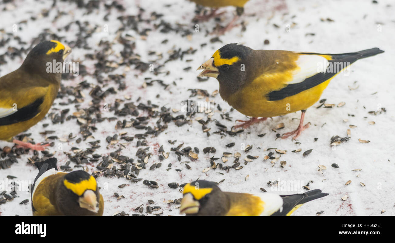 Abend Kirschkernbeißern (Coccothraustes Vespertinus) versammelt essende Samen im Schnee. Stockfoto