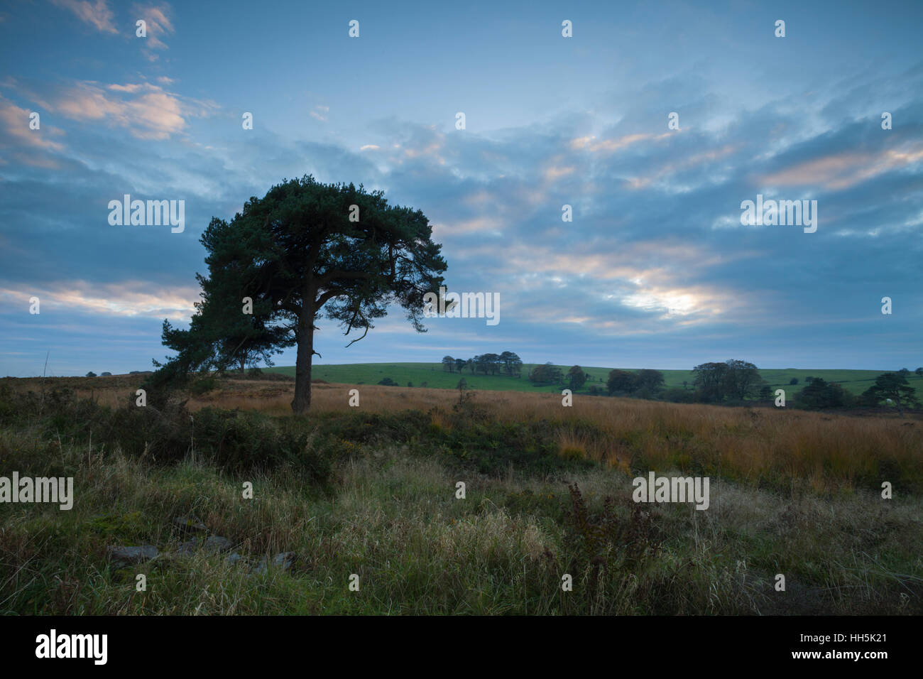 Eine einsame Kiefer bei Twilight und die herbstliche Landschaft des Priddy Mineries am Rande der Mendip Hills in der Nähe von Brunnen in Somerset, England Stockfoto