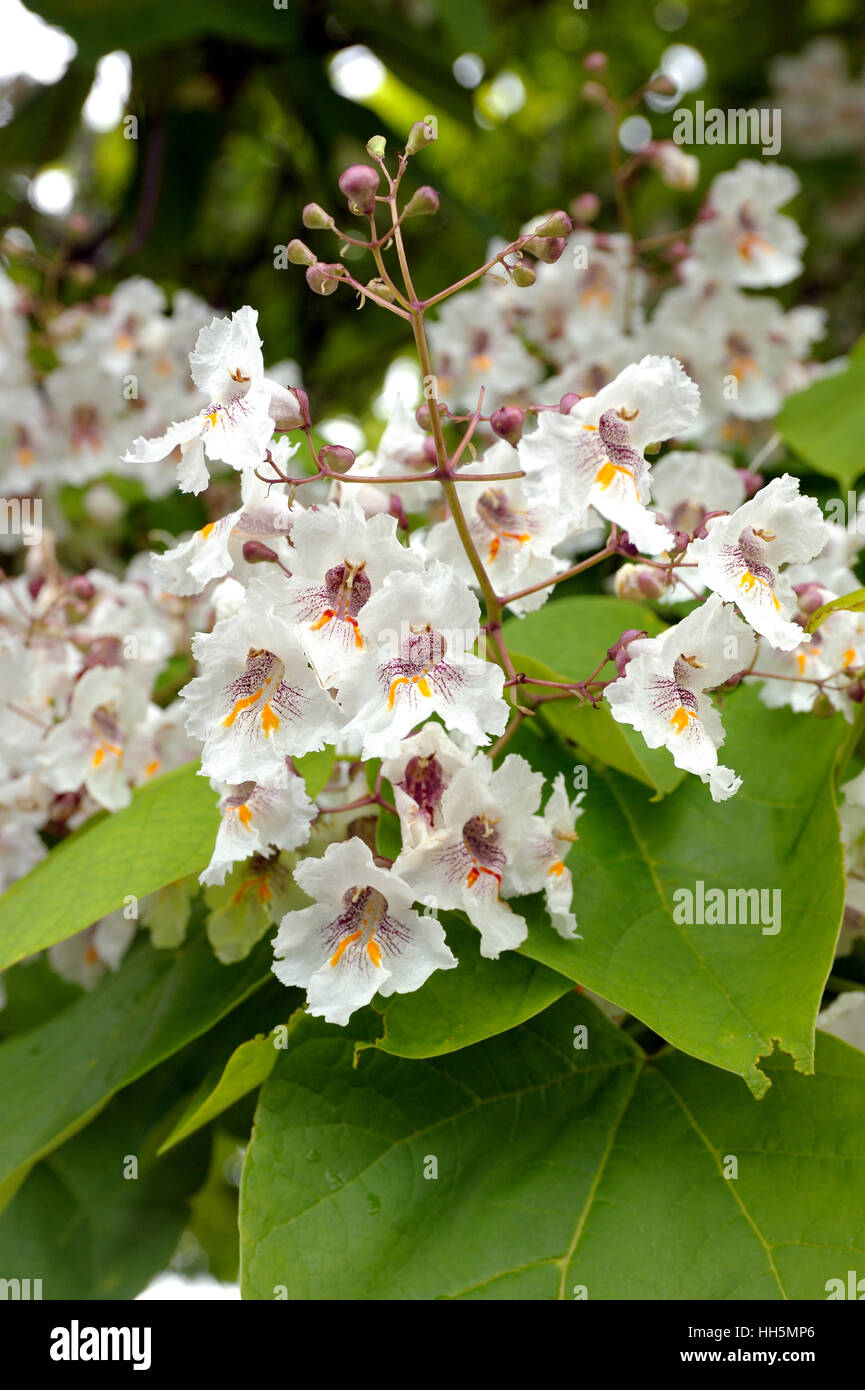 Baum mit großen weißen Blüten Catalpa Bignonioides Stockfotografie Alamy