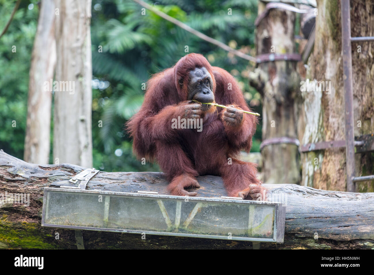 Orang-Utan sitzt auf einem Felsvorsprung Essen Stockfoto