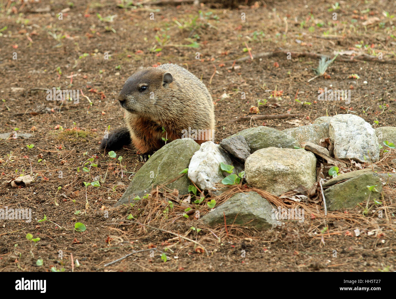 Murmeltier (Marmota Monax) auf der Suche nach Nahrung im zeitigen Frühjahr Stockfoto
