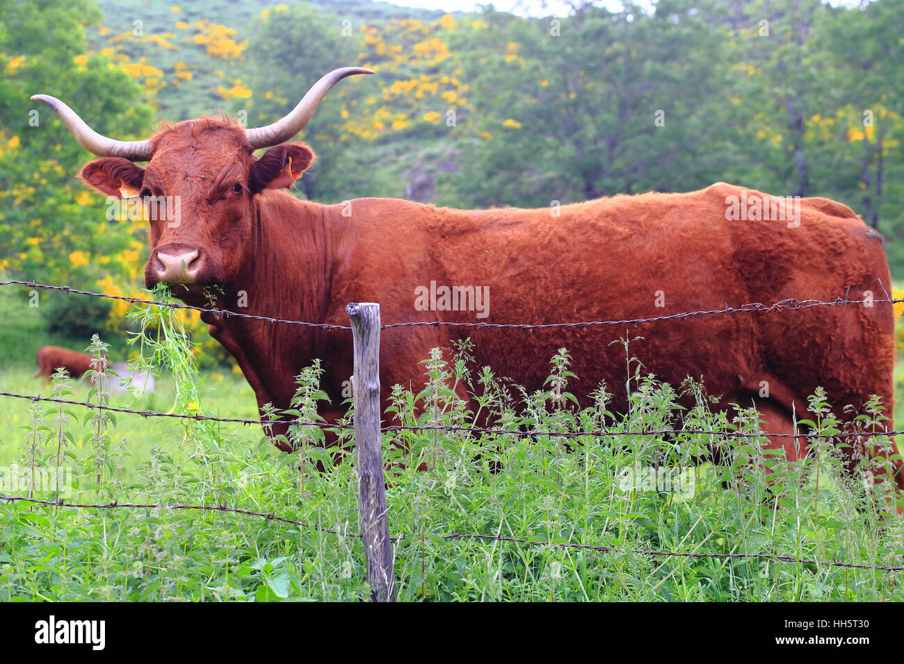 Salers Kuh auf der Weide Stockfoto