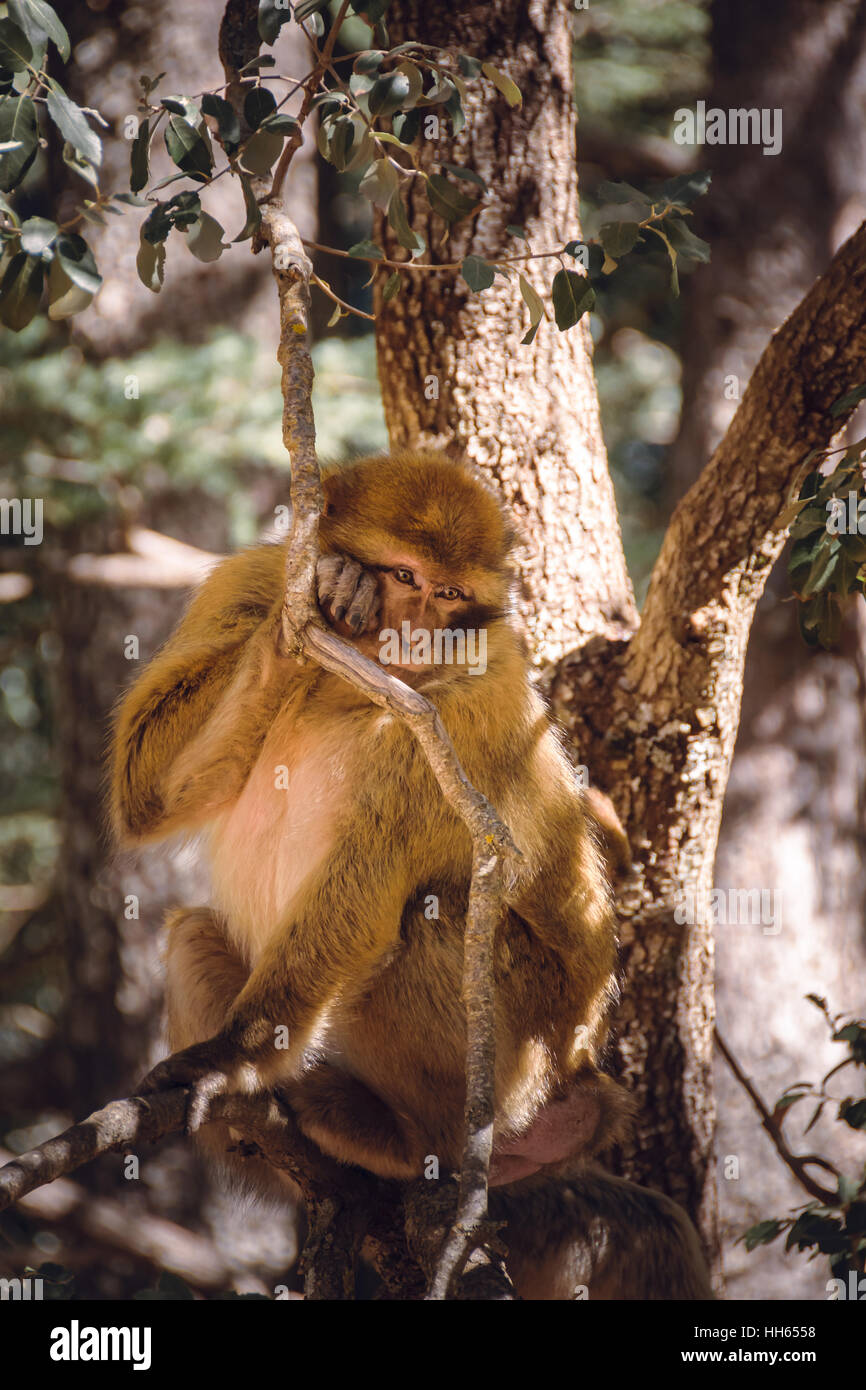 Barbary Macaque Affen in einem Baum, Ifrane, Marokko Stockfoto