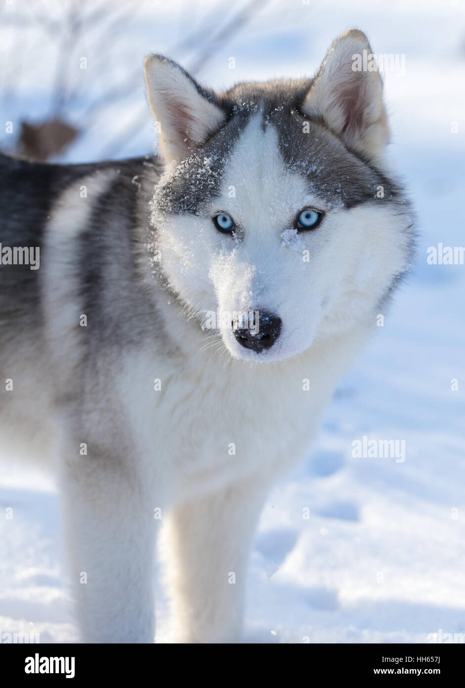 Husky Welpen mit blauen Augen im Freien im winter Stockfotografie Alamy