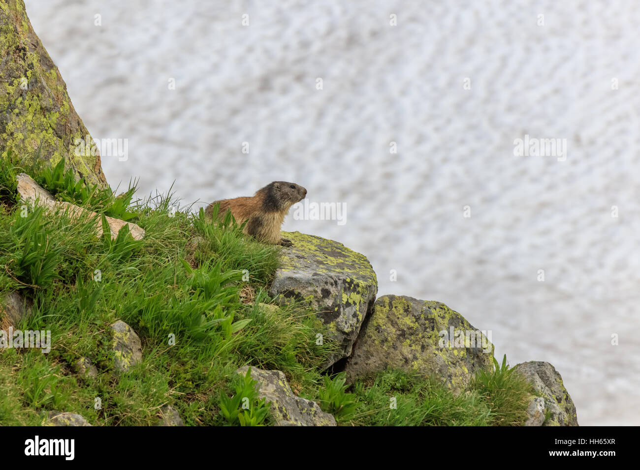 Alpen-Murmeltier (Marmota Marmota) in den französischen Alpen Stockfoto