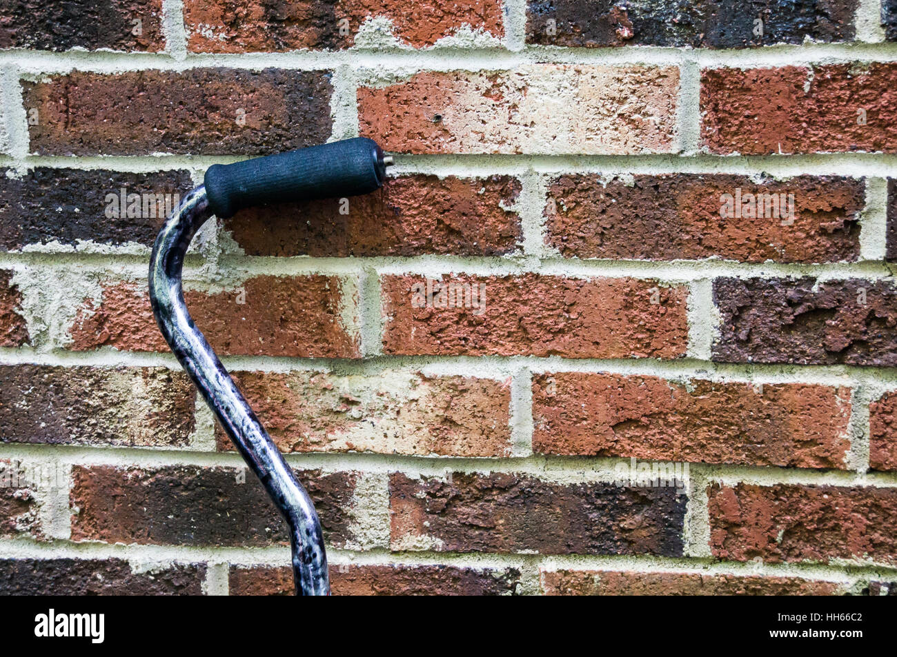 Zuckerrohr, stützte sich auf eine Mauer Stockfoto