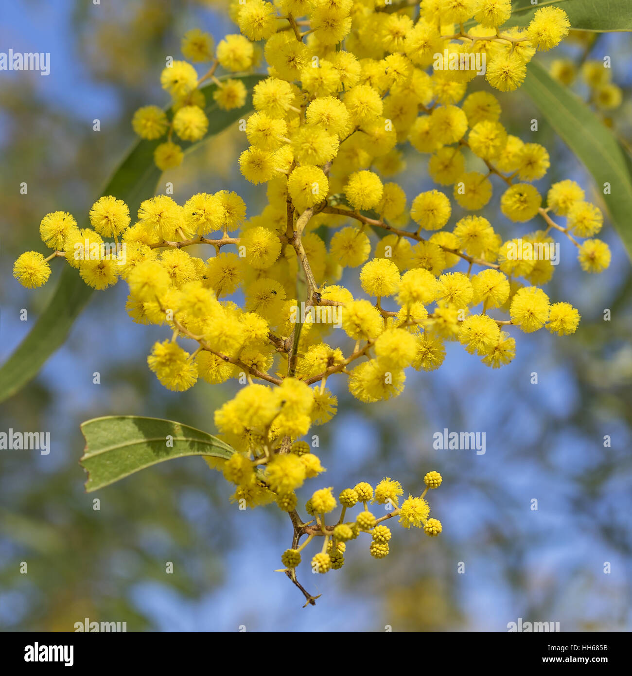 Australische Ikone Golden Wattle Blumen blühen im Frühjahr hautnah Stockfoto