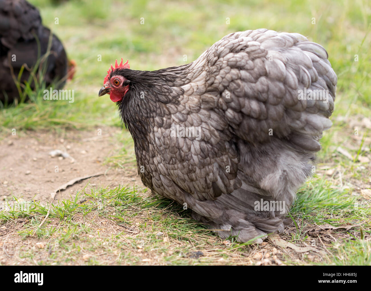Live Bio-Freilandhaltung bantam Hühner Futter für Lebensmittel Stockfoto