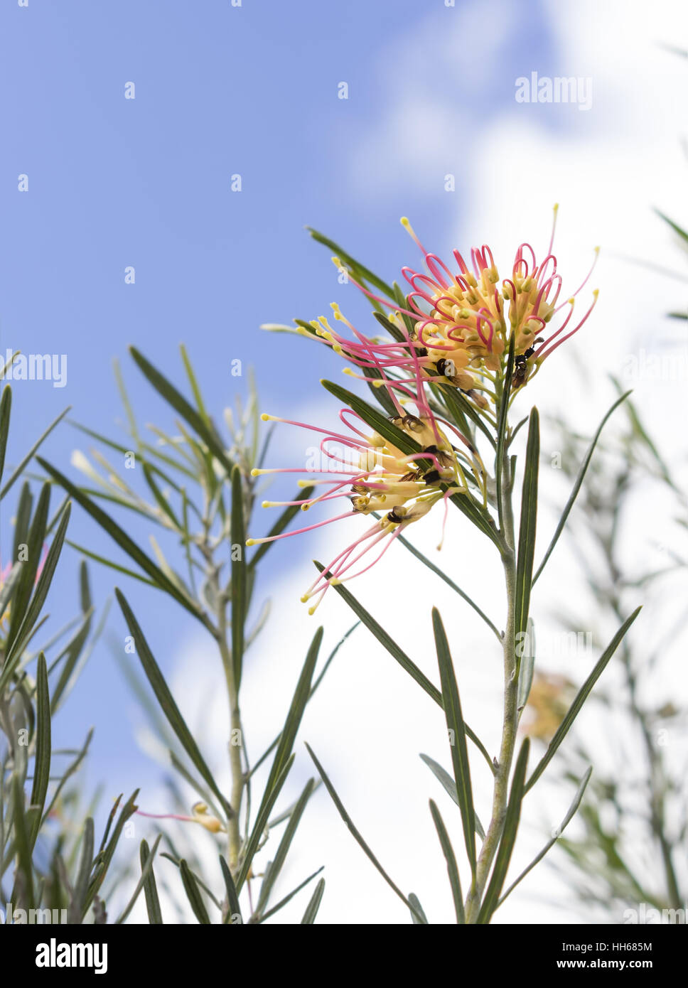 Frühling Hintergrund, Grevillea australische Spinne Blume Blüte vor blauem Himmelshintergrund Stockfoto