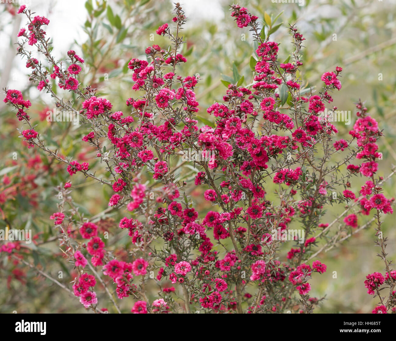 Australische Leptospermum Scoparium Burgund Königin mit reichlich kleine doppelte Burgund rosa Blumen Stockfoto