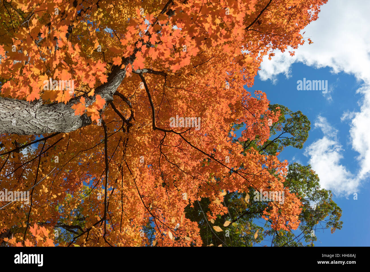 Strahlend blauer Himmel mit Wolken ist sichtbar durch roten Herbstlaub. Sonnenlicht durch die Baumkronen des lebendigen Herbstlaub. Stockfoto