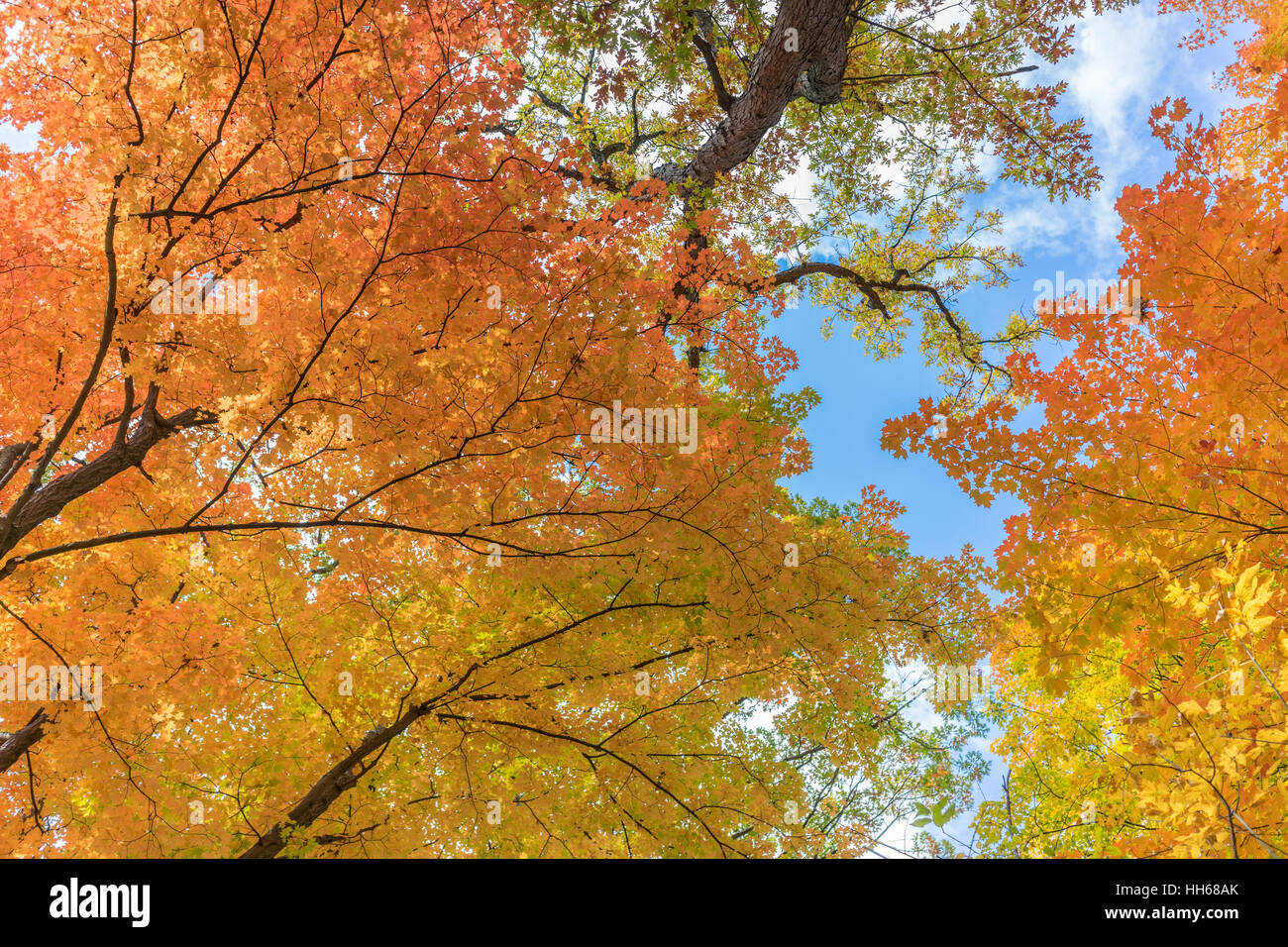 Strahlend blauer Himmel mit Wolken ist sichtbar durch roten Herbstlaub. Sonnenlicht durch die Baumkronen des lebendigen Herbstlaub. Stockfoto