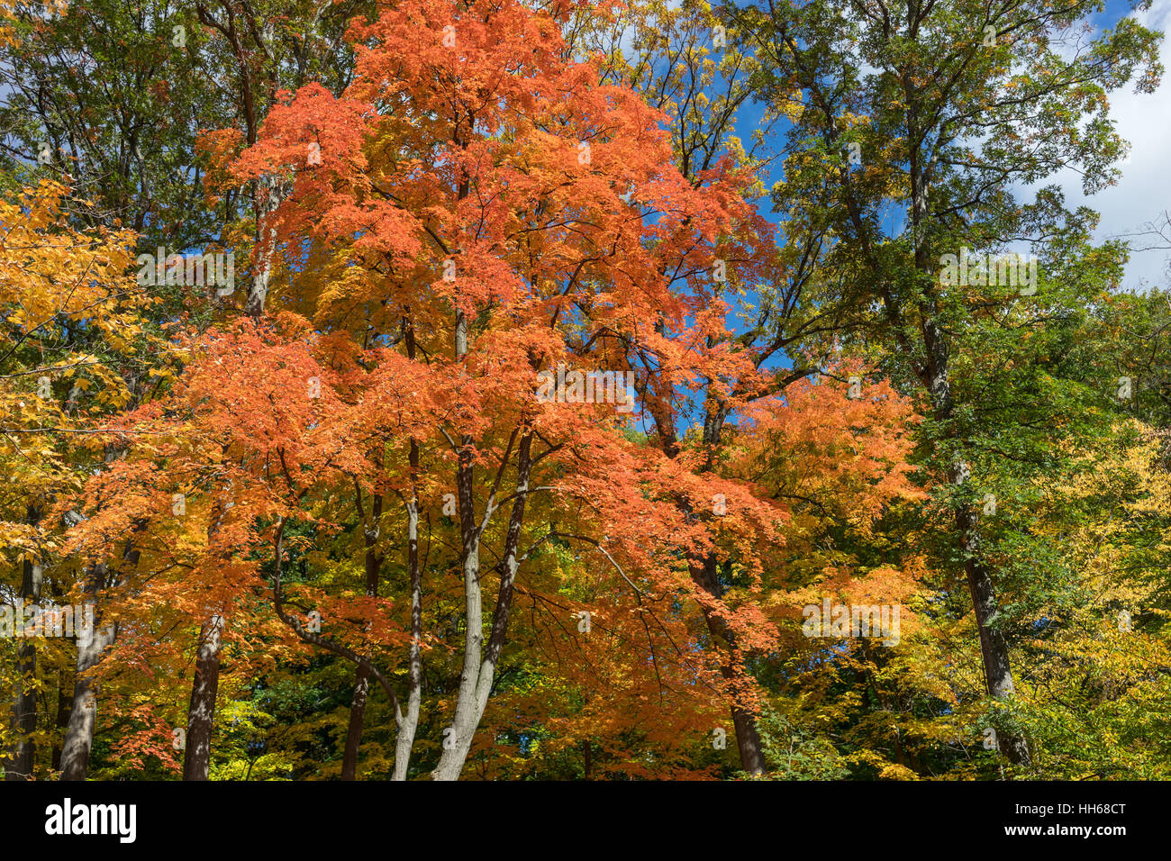 Strahlend blauer Himmel mit Wolken ist sichtbar durch roten Herbstlaub. Sonnenlicht durch die Baumkronen des lebendigen Herbstlaub. Stockfoto