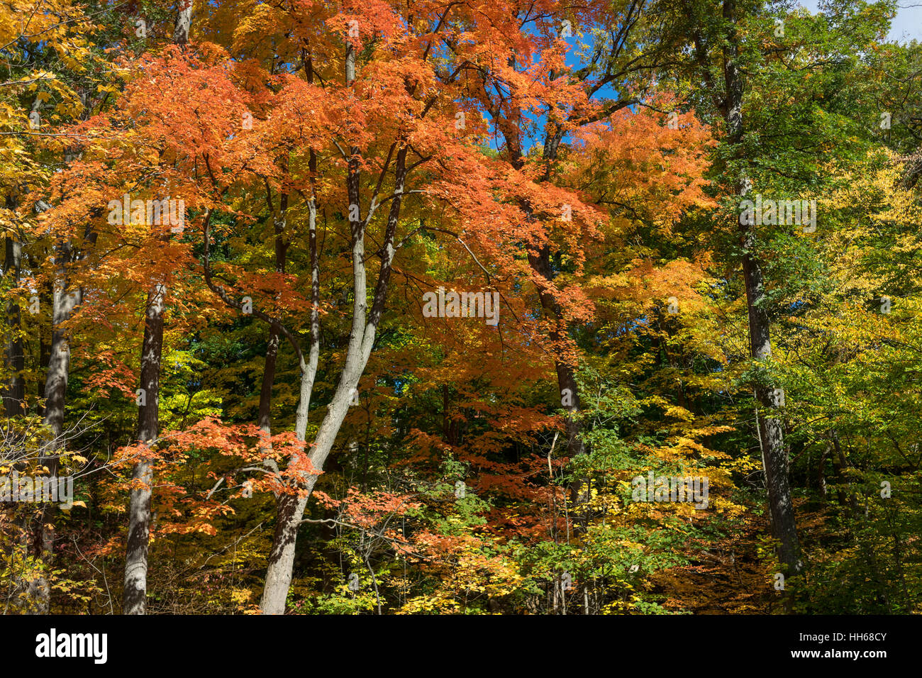 Strahlend blauer Himmel mit Wolken ist sichtbar durch roten Herbstlaub. Sonnenlicht durch die Baumkronen des lebendigen Herbstlaub. Stockfoto