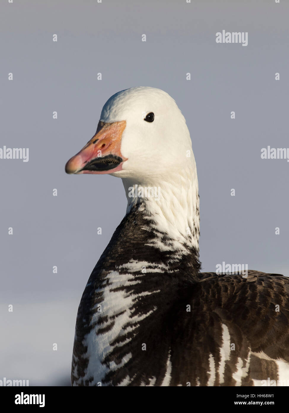 Eine Nahaufnahme von Blaue Gans im Winter Stockfoto