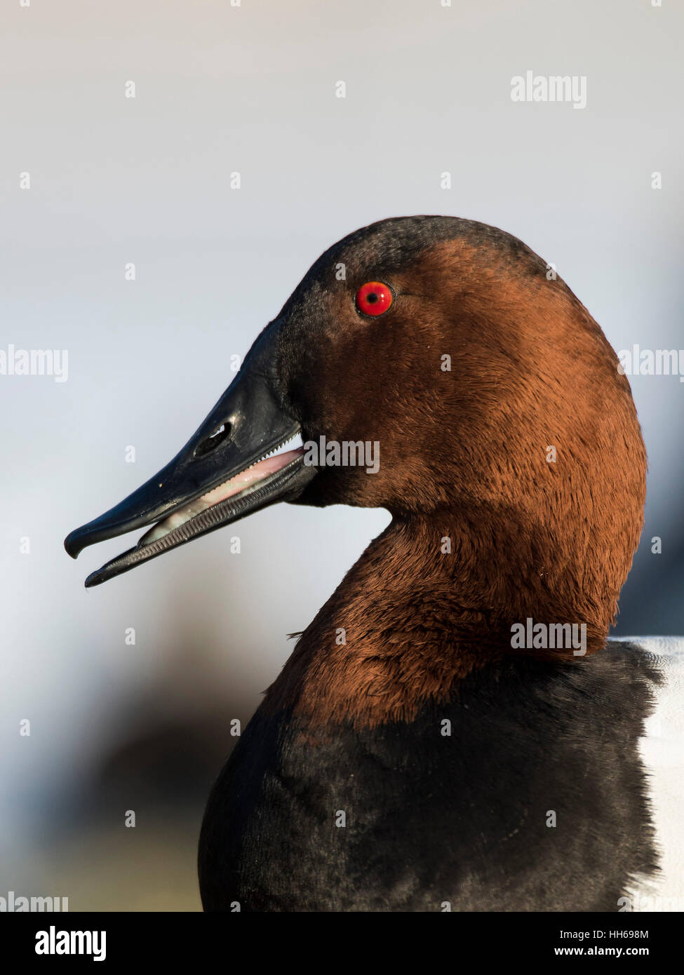 Ein Drake Canvasback an einem kalten Wintertag Stockfoto