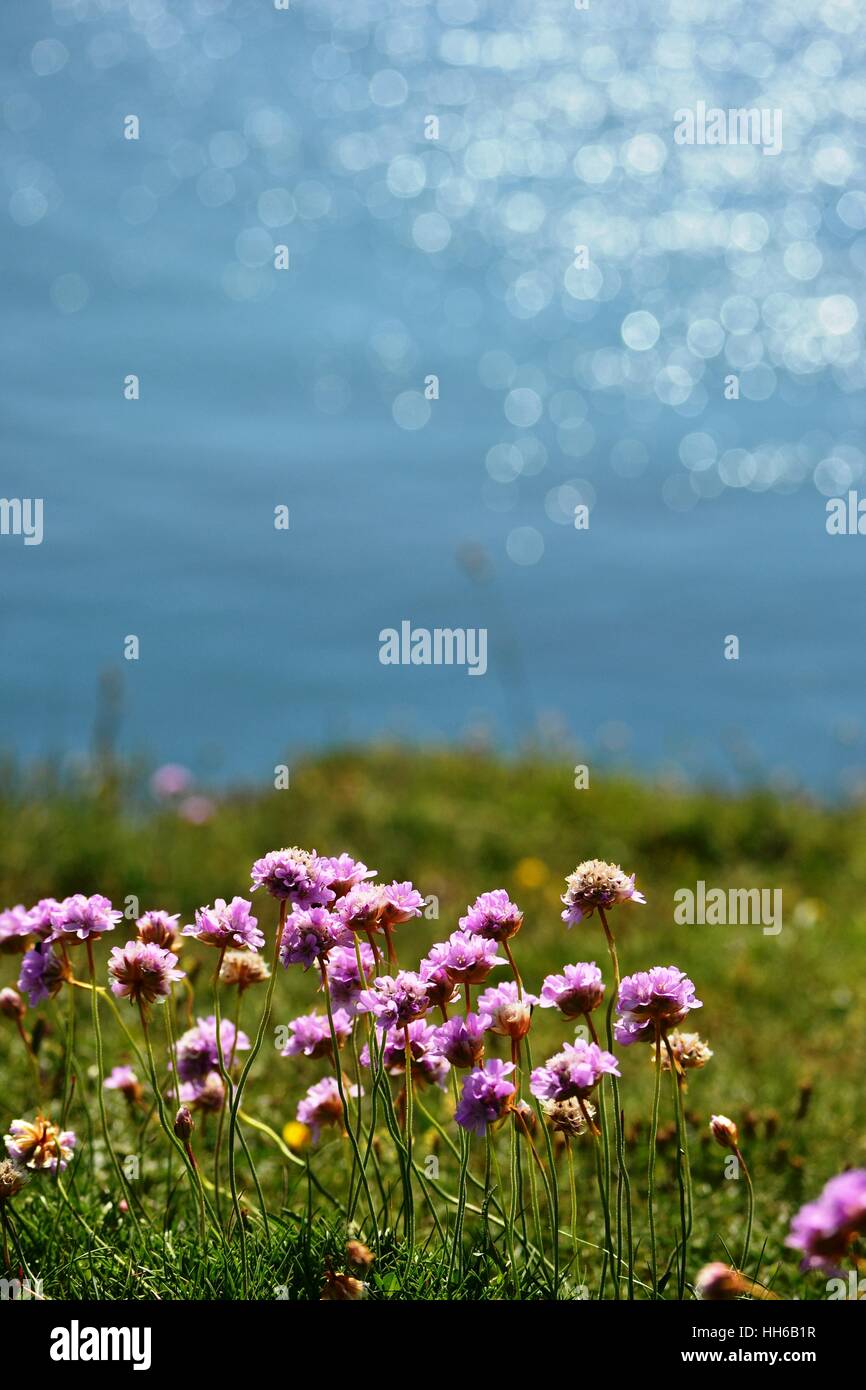Wilde Blumen, Sparsamkeit an der Küste mit der Sonne funkeln aus dem Meer im Hintergrund Stockfoto