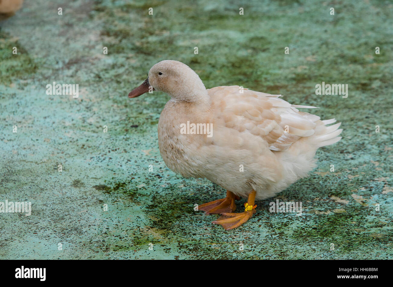 eine schwedische gelbe Ente alleine und beobachten das Wasser Stockfoto
