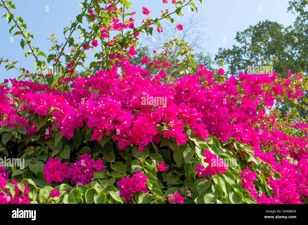 Tropenbusch von Bugenvilliya mit Blumen, tropische, ein Busch, Blumen, Pflanze, Bungevelliya, Flora, schöne, rote, südliche, Blüte Stockfoto