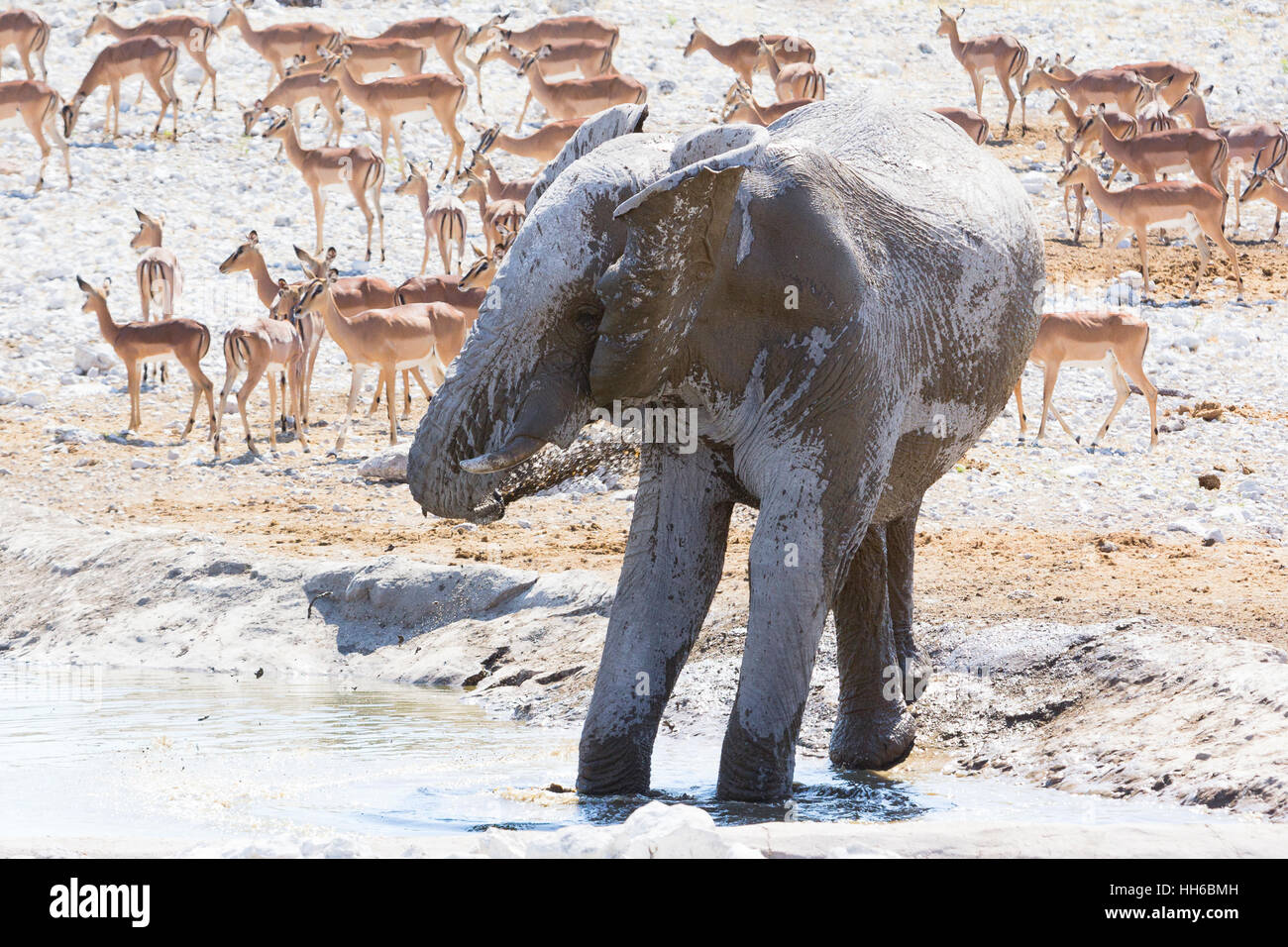 Etosha Nationalpark, Namibia.  Ein männlicher Elefant (Loxodonta Africana) kühlt mit ein Schlammbad. Stockfoto