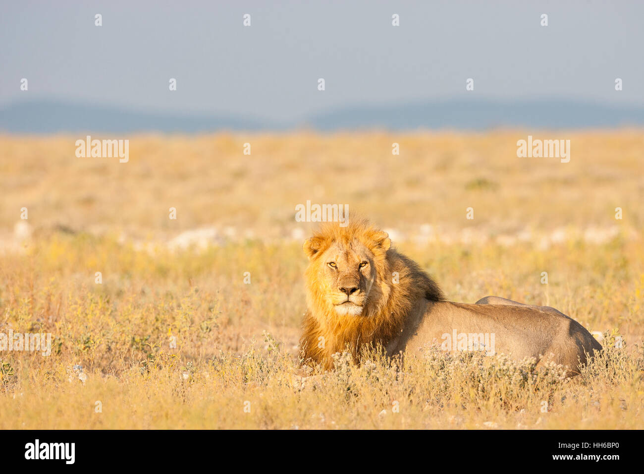 Etosha Nationalpark, Namibia. Männlicher Löwe (Panthera Leo) im Lebensraum. Stockfoto