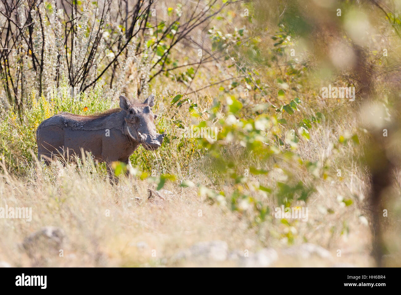 Etosha Nationalpark, Namibia. Warzenschwein in Lebensraum. Stockfoto