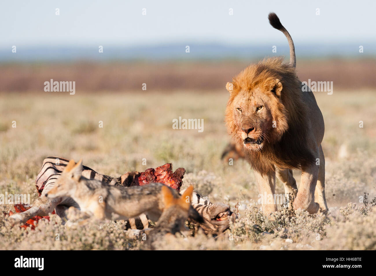 Etosha Nationalpark, Namibia.  Ein männlicher Löwe (Panthera Leo) jagt hungrigen Schakale Weg von einem Zebra Carcas. Stockfoto