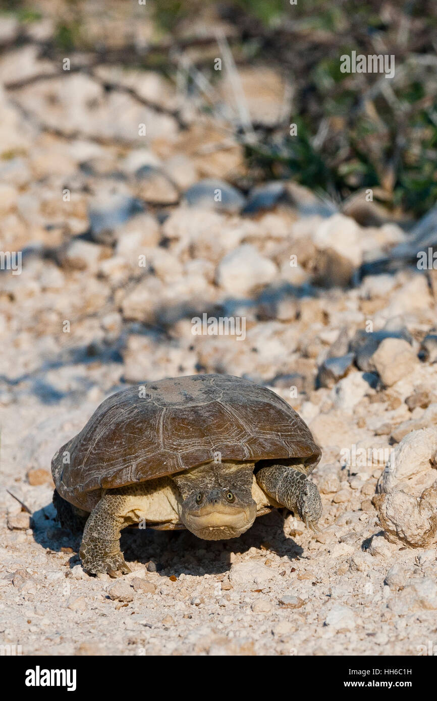 Etosha Nationalpark, Namibia. Afrikanische behelmter Schildkröte im Lebensraum. Stockfoto