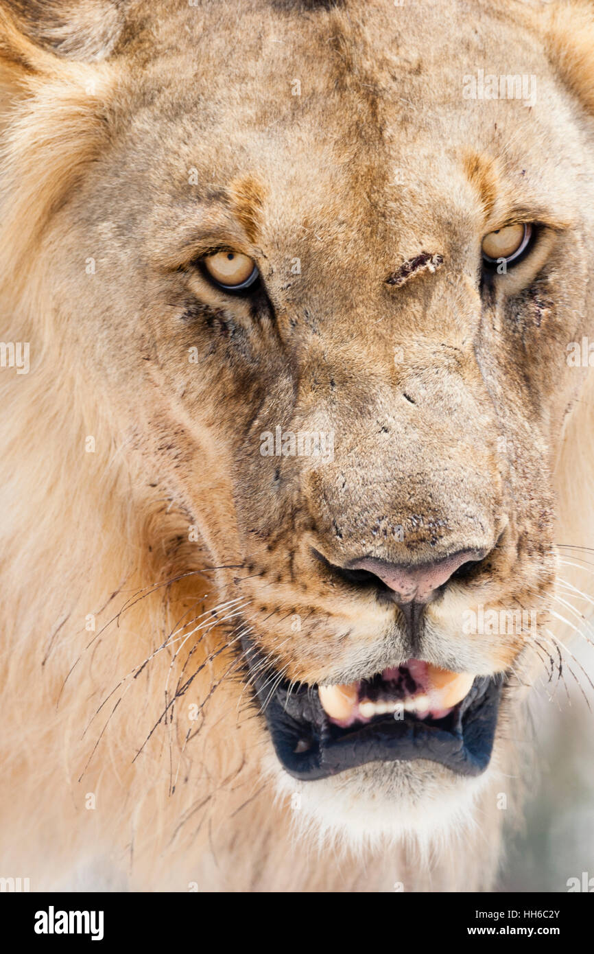 Etosha Nationalpark, Namibia.  Eine narbige männlicher Löwe (Panthera Leo) im Lebensraum. Stockfoto