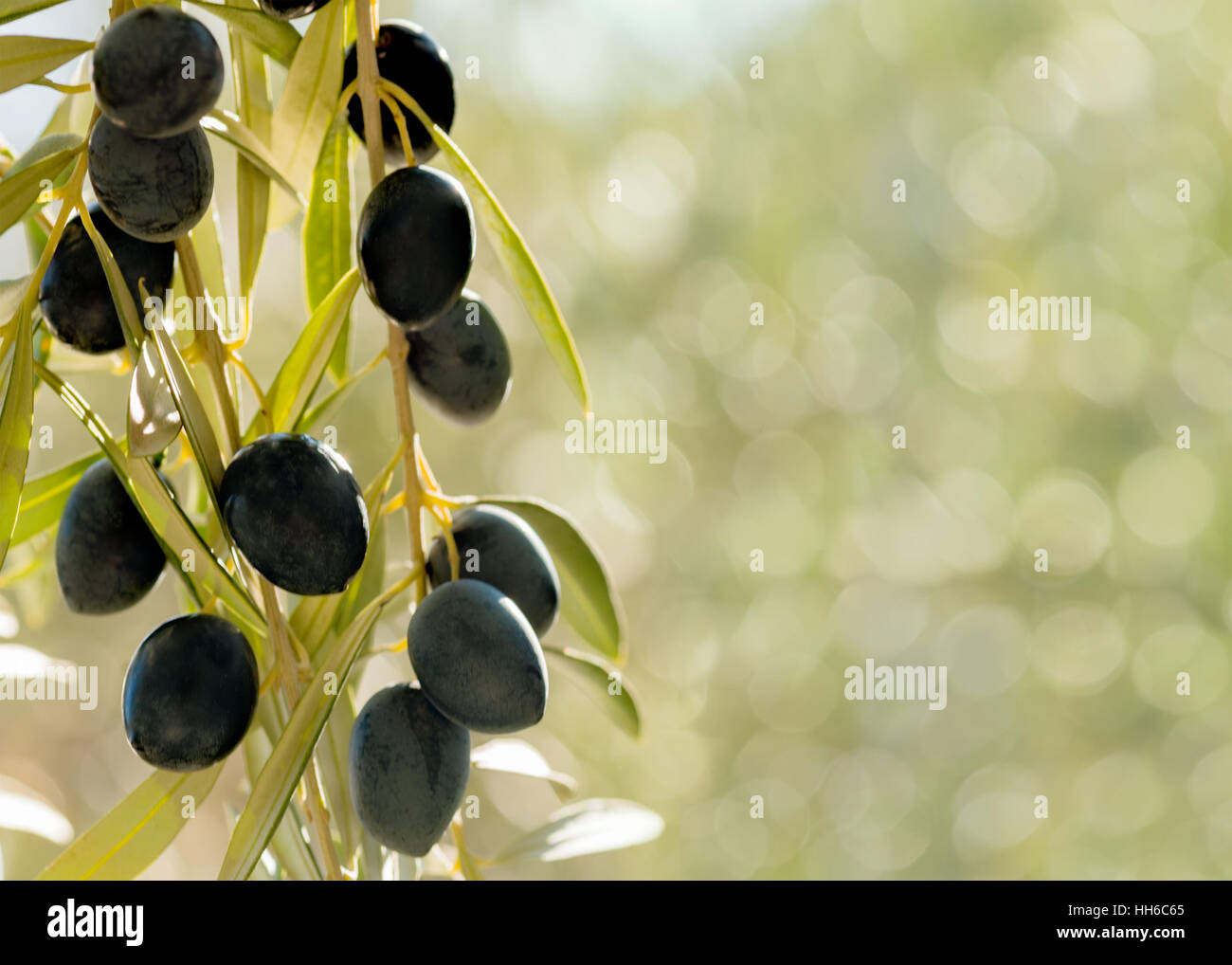 Oliven hängen von einem Baum in einem Land am Mittelmeer, Stockfoto
