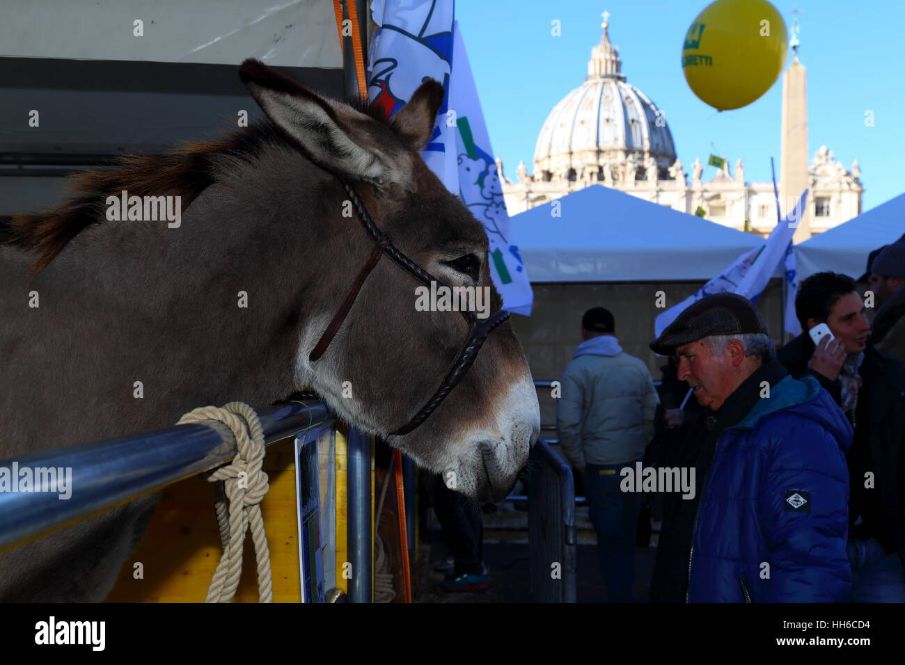 Rom, Italien. 17. Januar 2017. "Fattoria Italia" speichern kommt in dem Petersplatz, ein wahres Noahs Arche "mit Kühe, Esel, Schafe, Schweine, Ziegen, Pferde, Hühner und Kaninchen der am meisten" seltener Rassen und neugierig gerettet vor dem Aussterben von der italienischen Züchter Tausende aus ganz Italien Rom für Initiative der Associazione Italiana Allevatori (AIA) und Coldiretti überfallen haben. Bildnachweis: Matteo Nardone/Pacific Press/Alamy Live-Nachrichten Stockfoto