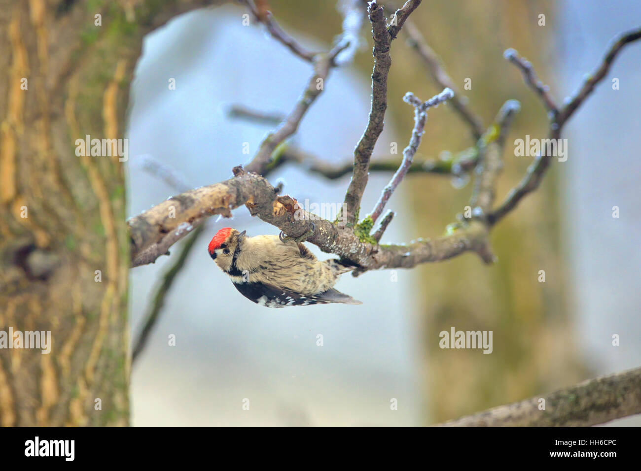 Buntspecht am Baum Stockfoto