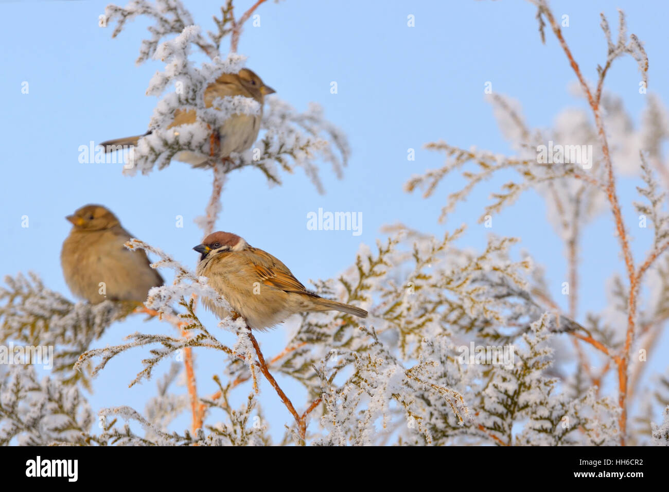 Kleine Spatzen auf Tannenzweig Baum im winter Stockfoto