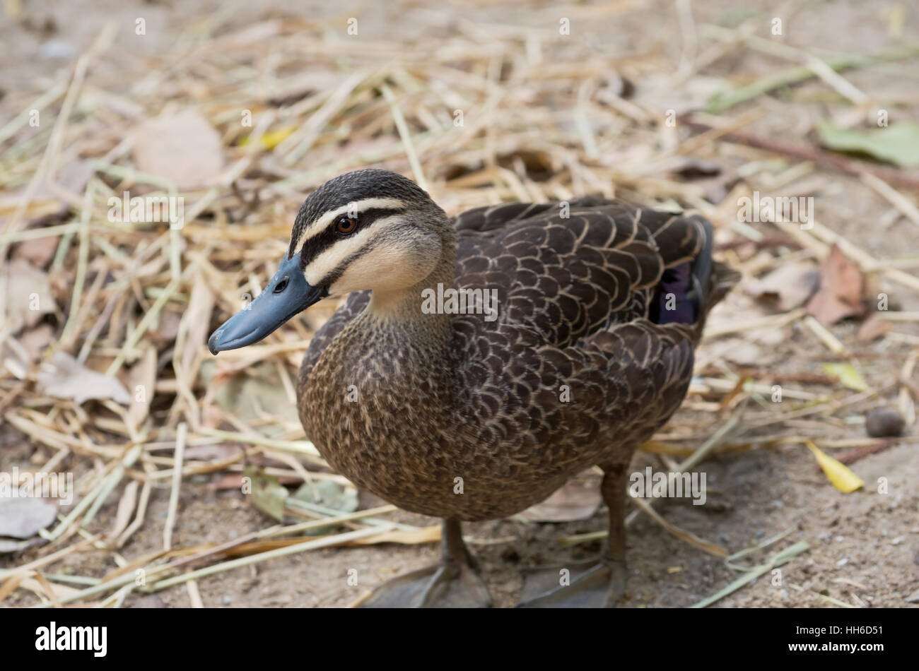 Pazifische schwarze Ente Anas Superciliosa Vogel Ganzkörper-Profil Stockfoto