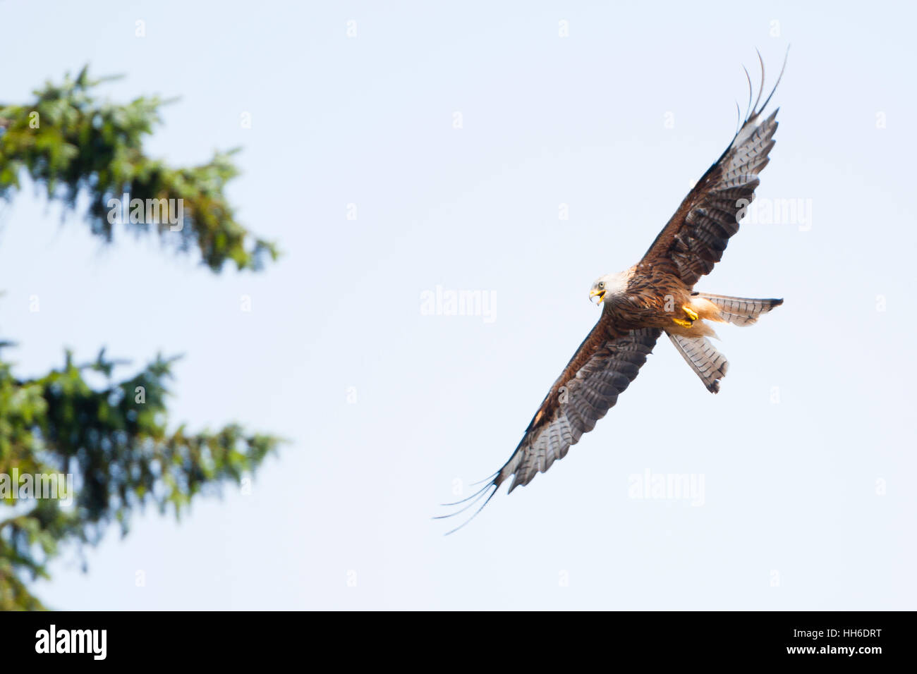 CEREDIGION, WALES Rotmilan (Milvus Milvus) im Flug, Baum im Hintergrund. Stockfoto