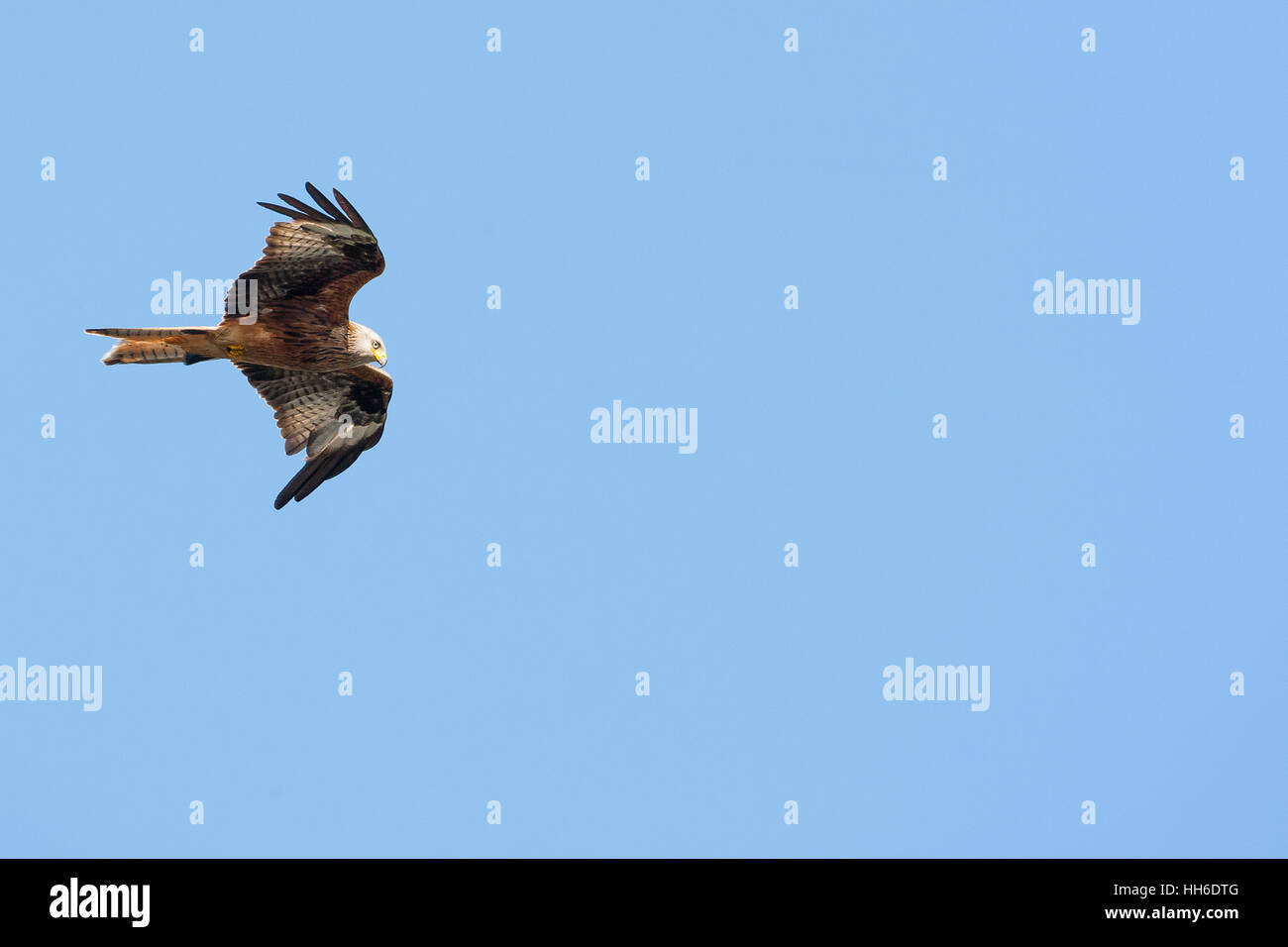 CEREDIGION, WALES. Rotmilan (Milvus Milvus) im Flug. Stockfoto