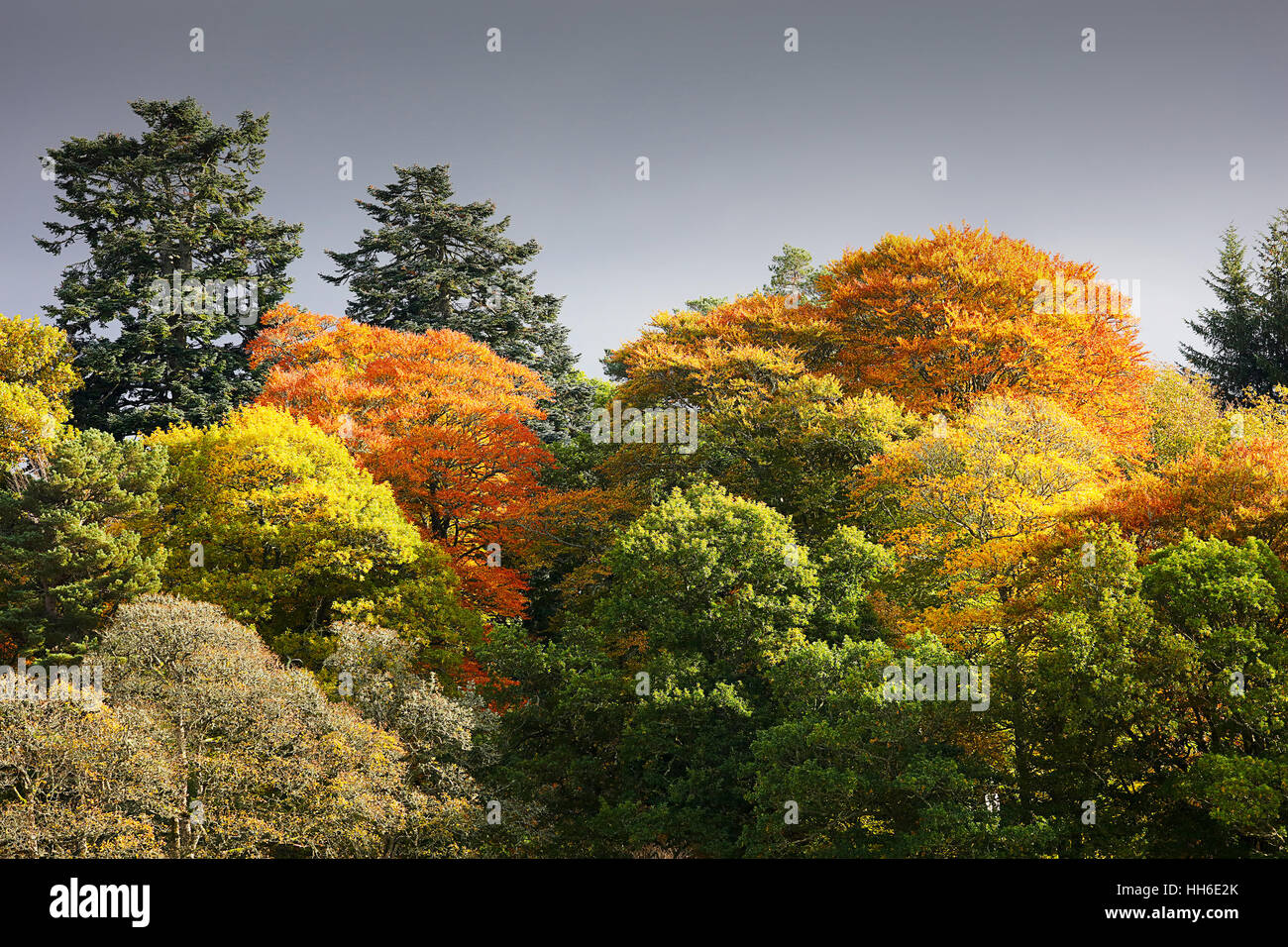 Bunte Bäume .jpg Stockfoto