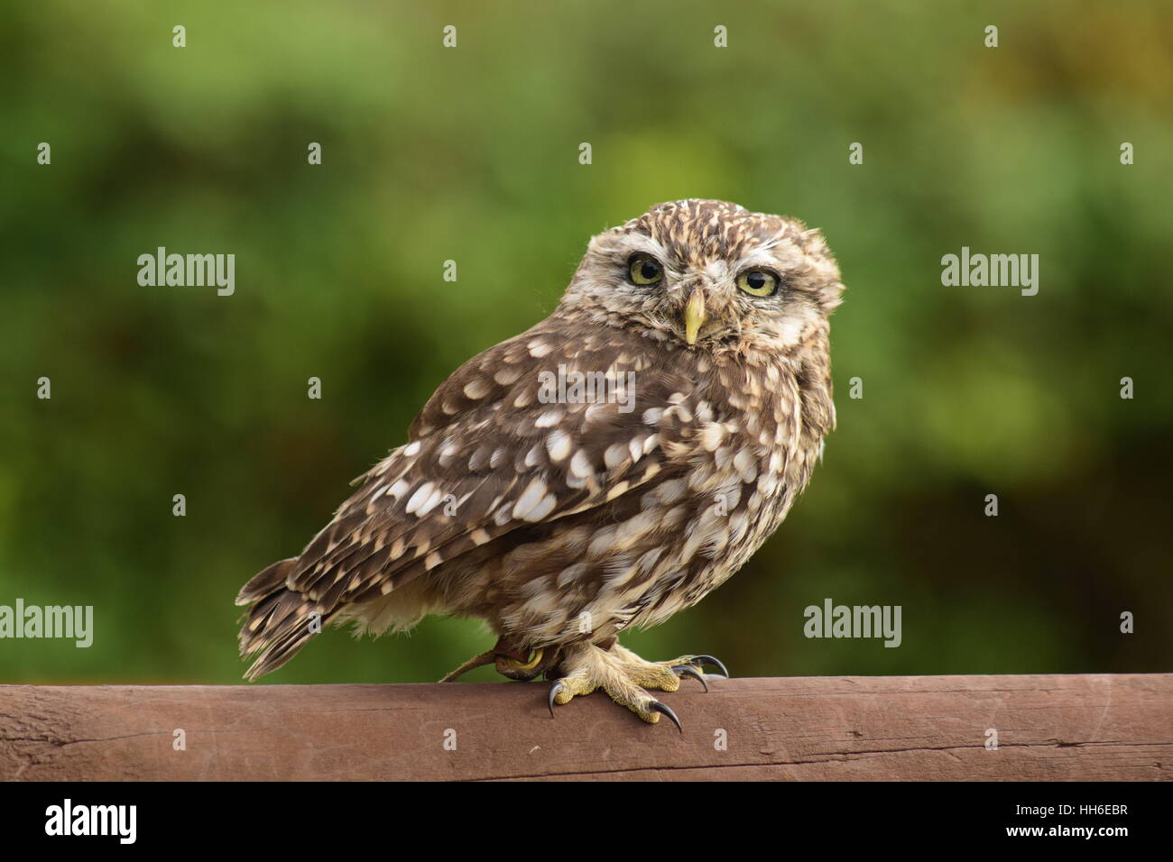eine schöne kleine Eule buchstäblich ein Steinkauz, aufgenommen im September 16 Stockfoto