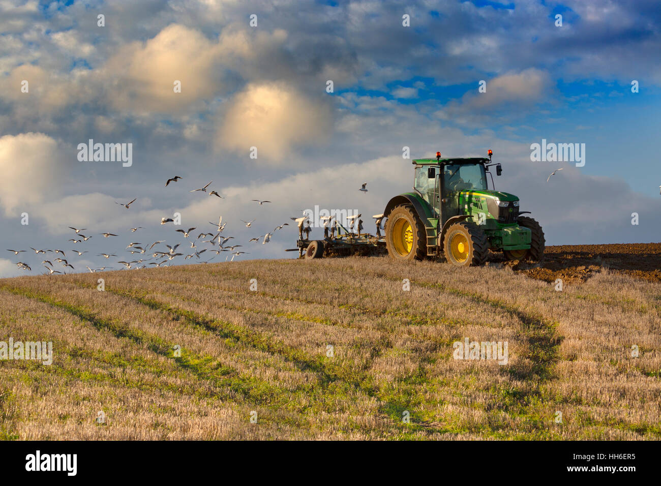 Winter zu pflügen und Möwen nach bei Cley Norfolk Stockfoto