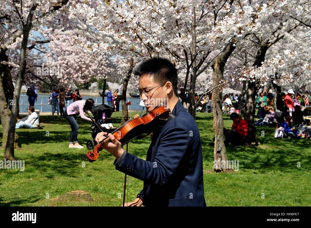 Washington, DC - 10. April 2014: Chinesische Geigerin durchführen in einem Hain der Kirschbäume im Peak Bloom neben Tidal Basin Stockfoto