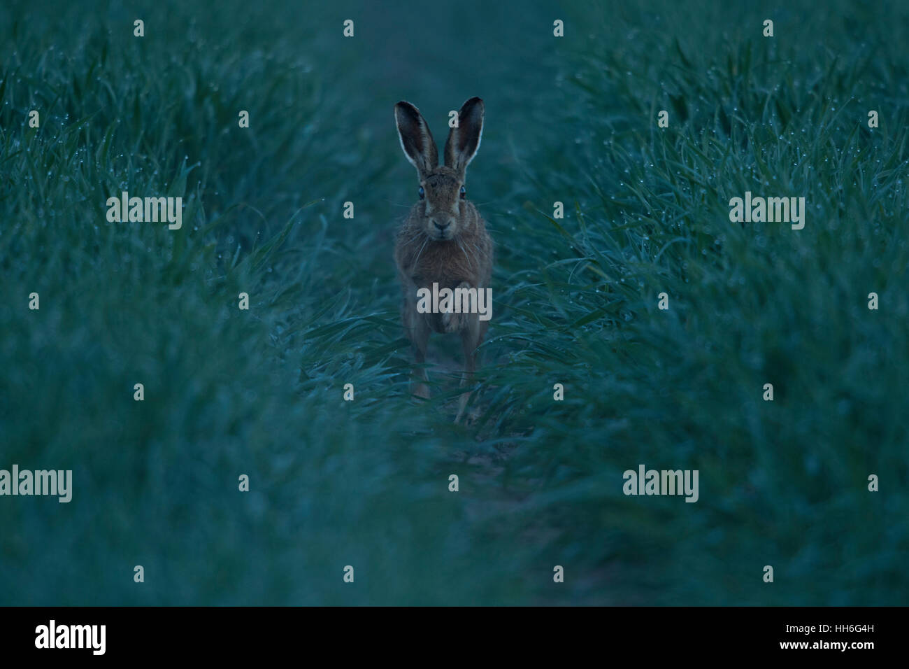 Braune Hare / Feldhasen (Lepus Europaeus) läuft auf den Fotografen durch ein Feld von Winterweizen, im Morgengrauen. Stockfoto