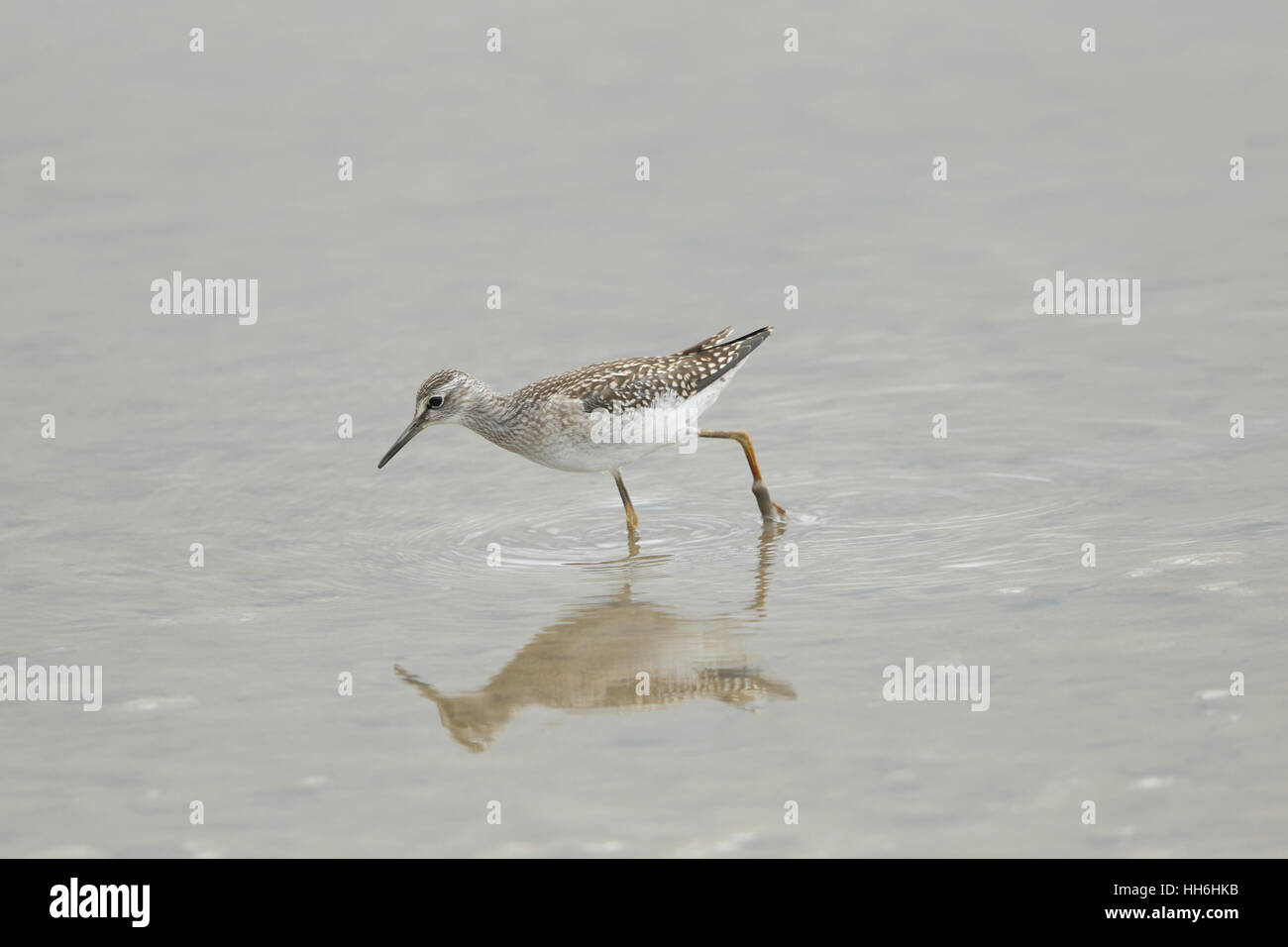 Eine juvenile Bruchwasserläufer (Tringa Glareola) - eine knappe Migranten Shorebird - Fütterung im seichten, schlammigen Wasser auf einem Norfolk-Sumpf Stockfoto