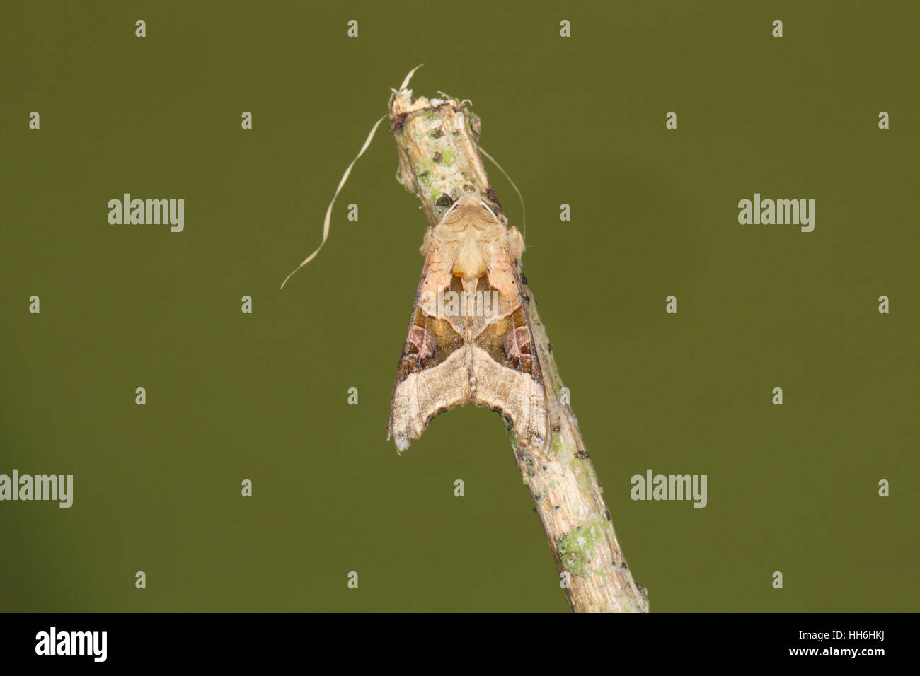 Winkel-Farbtöne (Phlogophora Meticulosa): eine schöne Motte, die aussieht wie ein totes Blatt, thront auf einem Zweig mit einem sauberen Hintergrund Stockfoto