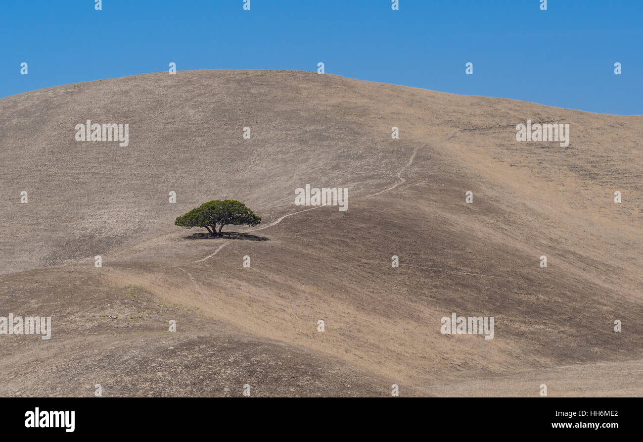 Einsamer grüner Baum auf einem sonnenverbrannte braune Hügel, California Stockfoto